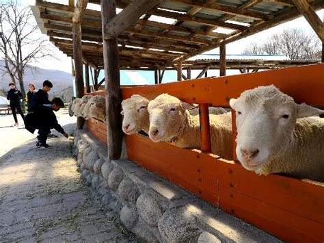 대관령 맛집: 눈 덮인 산길에서 만나는 맛의 여정