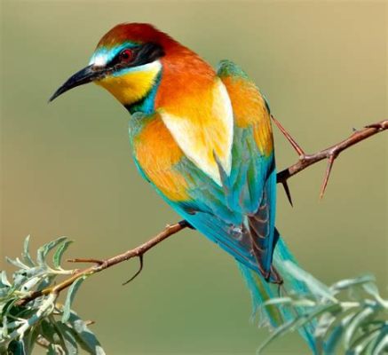 El Reino de los Pájaros ¡Una Alegoría Picturada de la Búsqueda del Amor Divino!