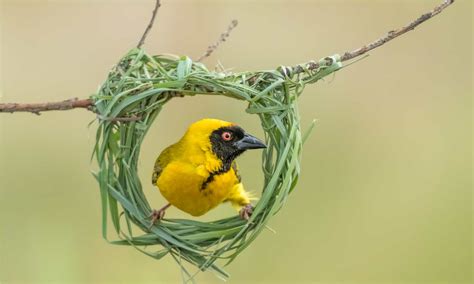  The Journey of the Weaverbird - Una Sinfonía de Color y Movimiento